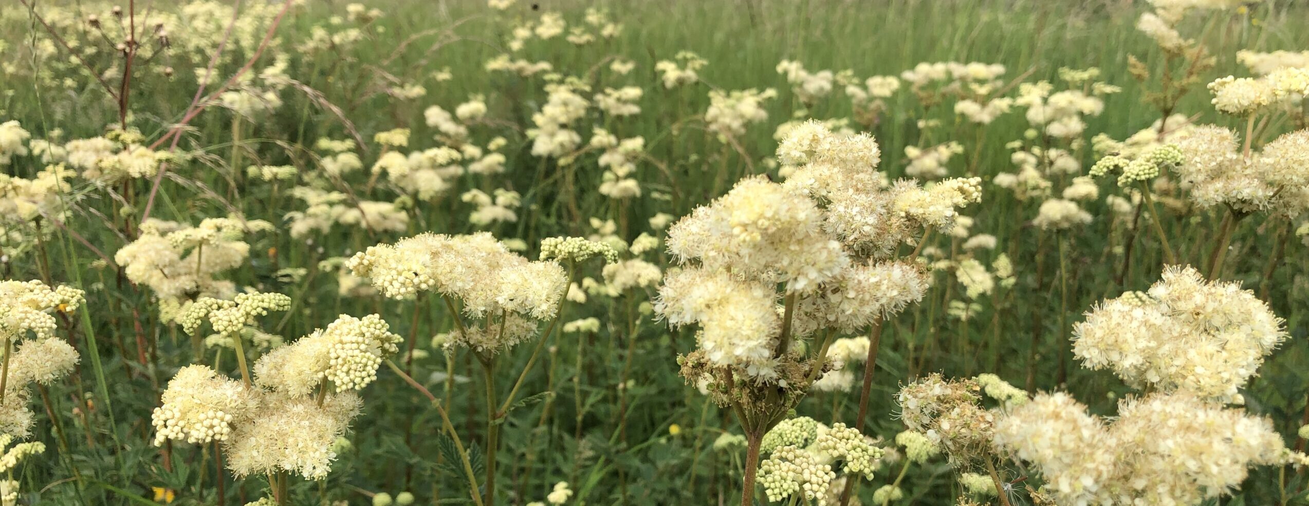 IMG 7137 1 Scaled E1768761237516